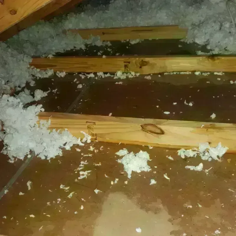 Attic Water Damage in Carrollton, AL