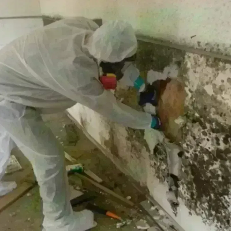 Mold Remediation and Removal in Carrollton, AL